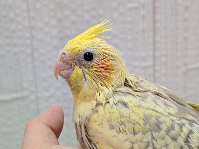 最新画像有ります❗️クリクリお目々が可愛い💛オカメインコヒナさんシナモンパールパイド オカメインコ