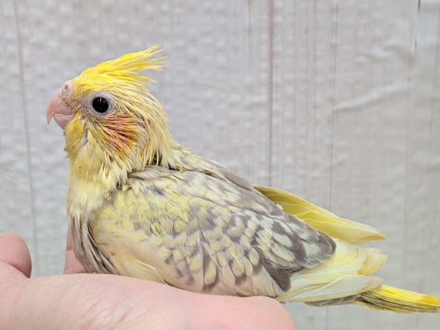 最新画像有ります❗️クリクリお目々が可愛い💛オカメインコヒナさんシナモンパールパイド オカメインコ