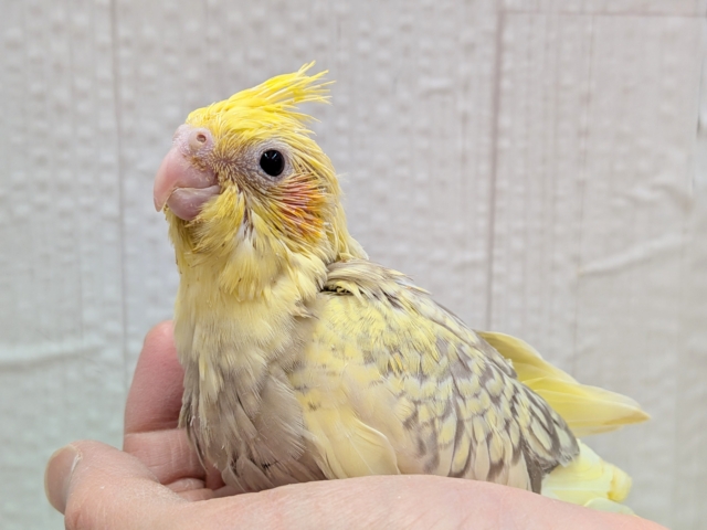 最新画像有ります❗️クリクリお目々が可愛い💛オカメインコヒナさんシナモンパールパイド オカメインコ
