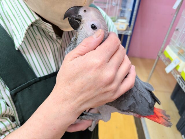 最新画像あります!お喋り予備軍‼️賢いですよ〜🧐ヨウムのヒナがやって来ました🙌 ヨウム