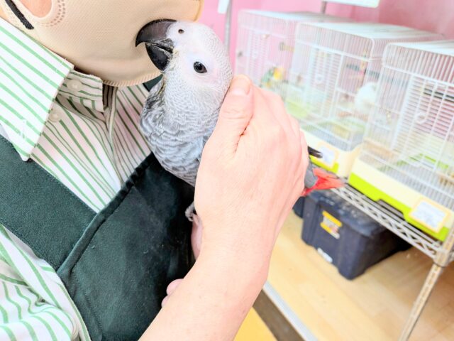 最新画像あります!お喋り予備軍‼️賢いですよ〜🧐ヨウムのヒナがやって来ました🙌 ヨウム