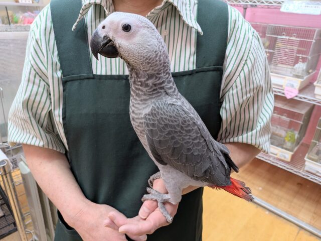 最新画像あります!お喋り予備軍‼️賢いですよ〜🧐ヨウムのヒナがやって来ました🙌 ヨウム