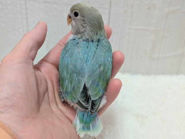 最新画像あります!どんな姿を見せてくれますか〜❓ワタワタちゃんのコザクラインコ💓 コザクラインコ(小桜インコ)