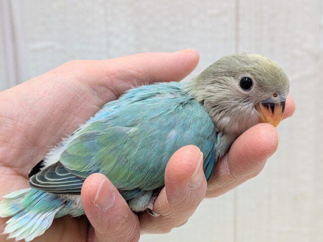 最新画像あります!どんな姿を見せてくれますか〜❓ワタワタちゃんのコザクラインコ💓 コザクラインコ(小桜インコ)