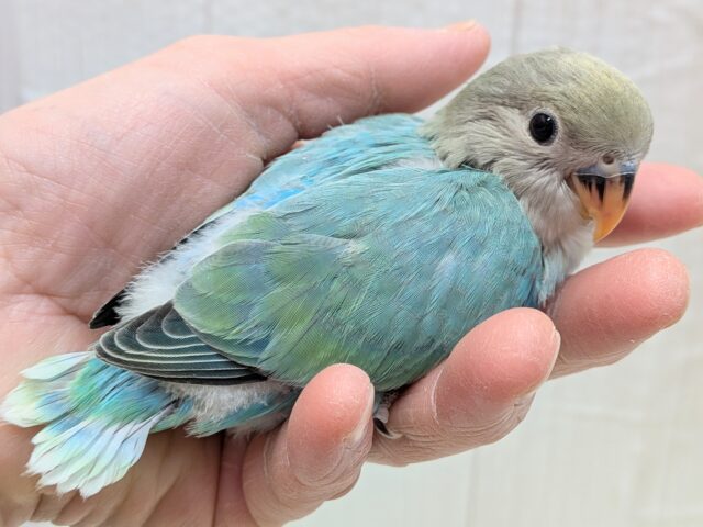 最新画像あります!どんな姿を見せてくれますか〜❓ワタワタちゃんのコザクラインコ💓 コザクラインコ(小桜インコ)