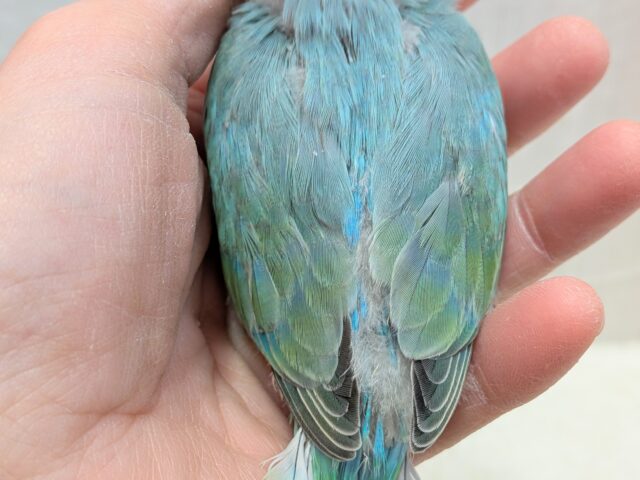 最新画像あります!どんな姿を見せてくれますか〜❓ワタワタちゃんのコザクラインコ💓 コザクラインコ(小桜インコ)