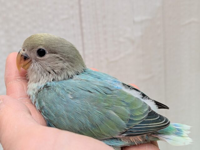 最新画像あります!どんな姿を見せてくれますか〜❓ワタワタちゃんのコザクラインコ💓 コザクラインコ(小桜インコ)
