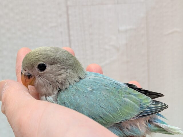 最新画像あります!どんな姿を見せてくれますか〜❓ワタワタちゃんのコザクラインコ💓 コザクラインコ(小桜インコ)