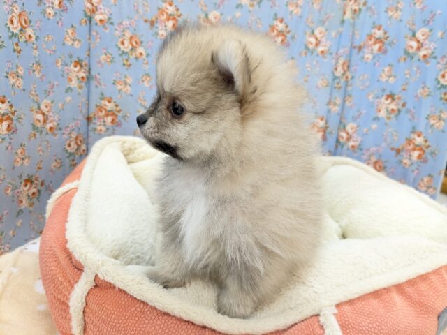 ポメラニアン