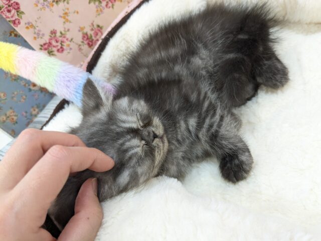 エキゾチック