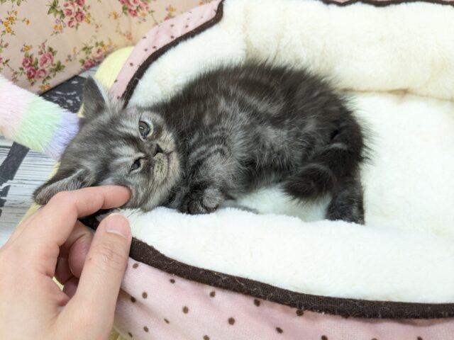 エキゾチック