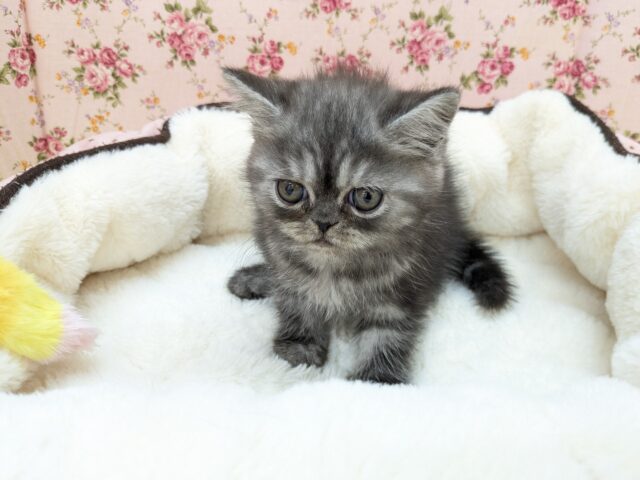 エキゾチック