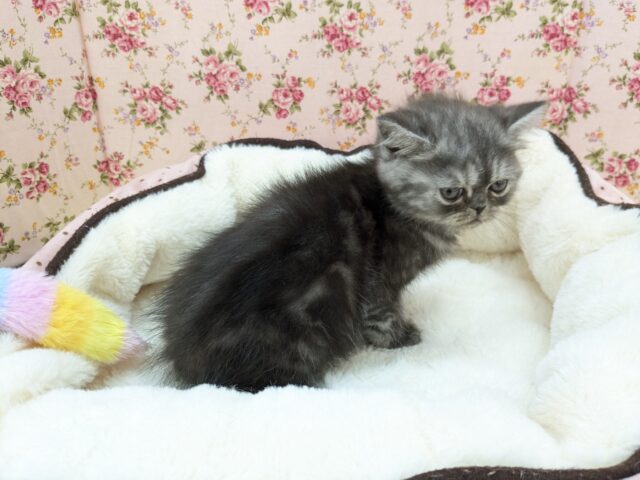 エキゾチック