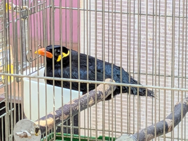 最新画像あります🙌キリッと✨イケメンキューちゃんやってきた‼️九官鳥 九官鳥(キュウカンチョウ)
