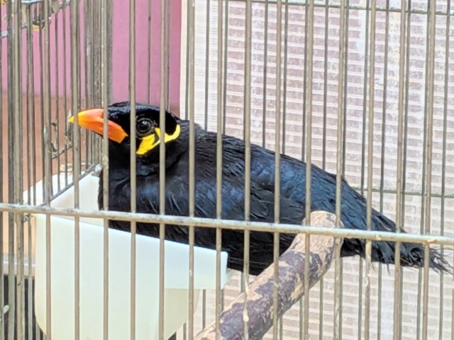 最新画像あります🙌キリッと✨イケメンキューちゃんやってきた‼️九官鳥 九官鳥(キュウカンチョウ)