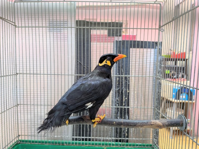 最新画像あります🙌キリッと✨イケメンキューちゃんやってきた‼️九官鳥 九官鳥(キュウカンチョウ)
