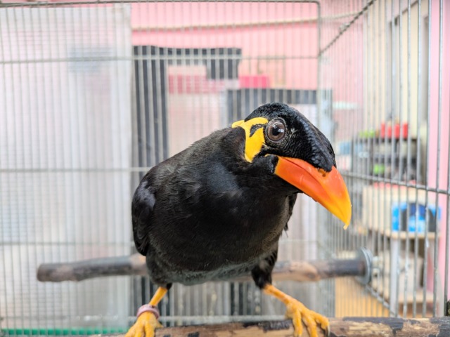 最新画像あります🙌キリッと✨イケメンキューちゃんやってきた‼️九官鳥 九官鳥(キュウカンチョウ)