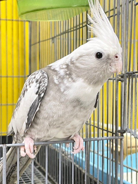 【☆最新画像更新☆】🤍🖤オカメインコ🖤🤍WFパールパイド オカメインコ
