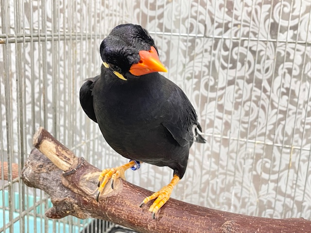 久々に九官鳥がやってきましたよ~⚡⚡⚡⚡ 九官鳥(キュウカンチョウ)