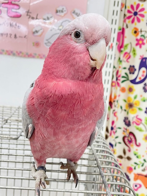 お迎え応援キャンペーン中~☆☆☆ 超絶可愛いモモイロインコ🍑🍑さん🎵 モモイロインコ