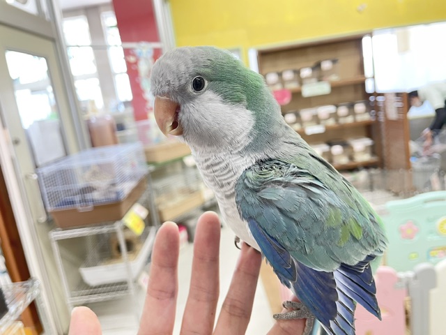 【☆最新画像更新☆】ワキワキダンス~🎵🎵 オキナインコ(アクアブルー) オキナインコ