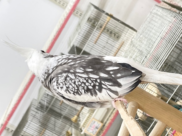 【☆最新画像更新☆】🤍🖤オカメインコ🖤🤍WFパールパイド オカメインコ