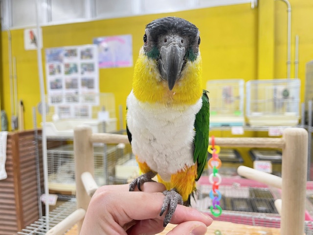 甘ったれワクワクちゃん♪♪ ズグロシロハラインコ ズグロシロハラインコ