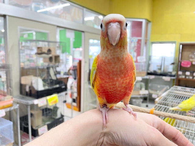 サンチークカラーのウロコインコさんがやってきましたよ~💖💛💖💛 ホオミドリウロコインコ