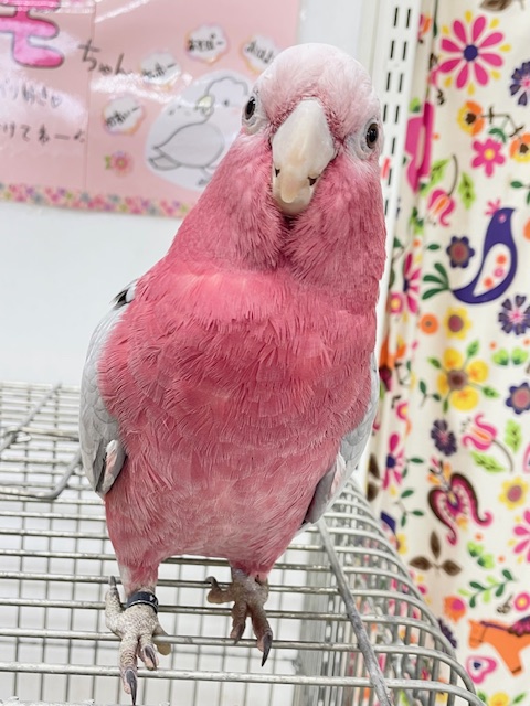 お迎え応援キャンペーン中~☆☆☆ 超絶可愛いモモイロインコ🍑🍑さん🎵 モモイロインコ