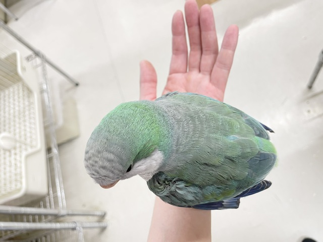 【☆最新画像更新☆】ワキワキダンス~🎵🎵 オキナインコ(アクアブルー) オキナインコ