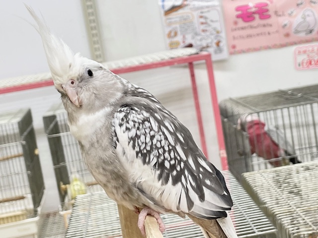 【☆最新画像更新☆】🤍🖤オカメインコ🖤🤍WFパールパイド オカメインコ