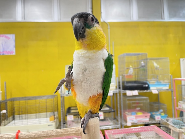 甘ったれワクワクちゃん♪♪ ズグロシロハラインコ ズグロシロハラインコ