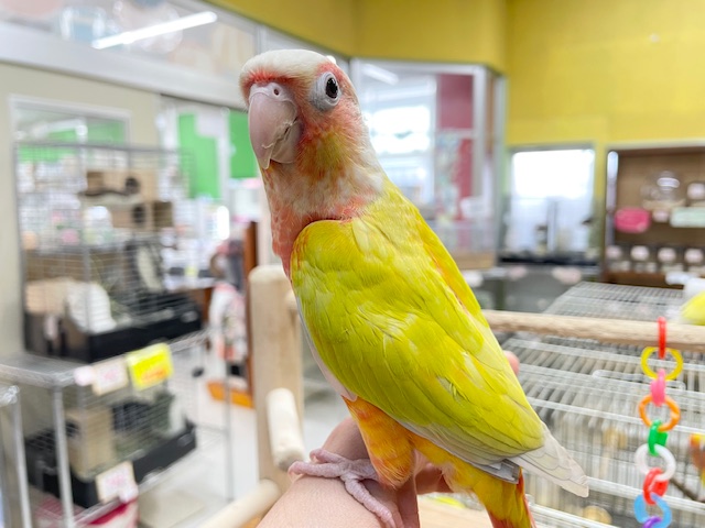 サンチークカラーのウロコインコさんがやってきましたよ~💖💛💖💛 ホオミドリウロコインコ