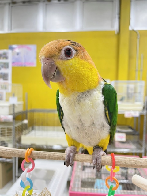 インコ界のエンターテイナー⁉⁉🔥🔥🔥 シロハラインコ シロハラインコ