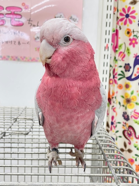お迎え応援キャンペーン中~☆☆☆ 超絶可愛いモモイロインコ🍑🍑さん🎵 モモイロインコ