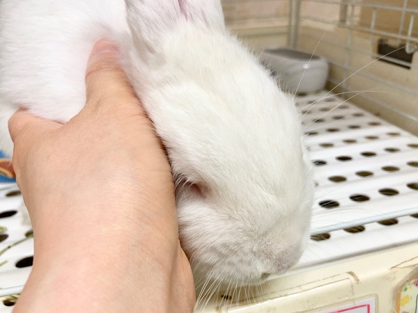 ドワーフホト(ミスカラー) 男の子 足元ぐるぐる止まらない!?うさんぽ大好きさんです! ドワーフホト