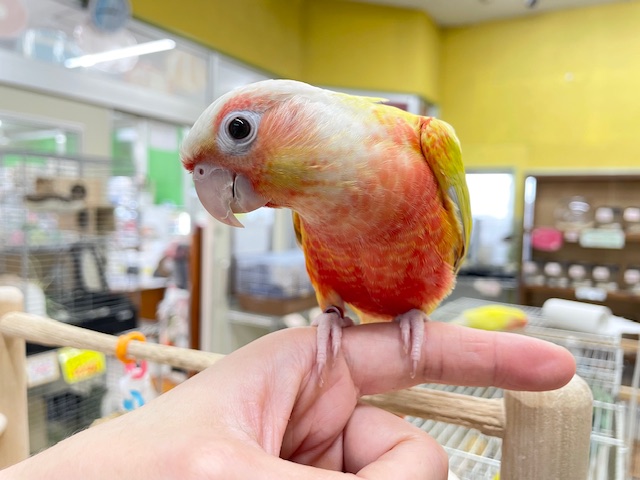サンチークカラーのウロコインコさんがやってきましたよ~💖💛💖💛 ホオミドリウロコインコ