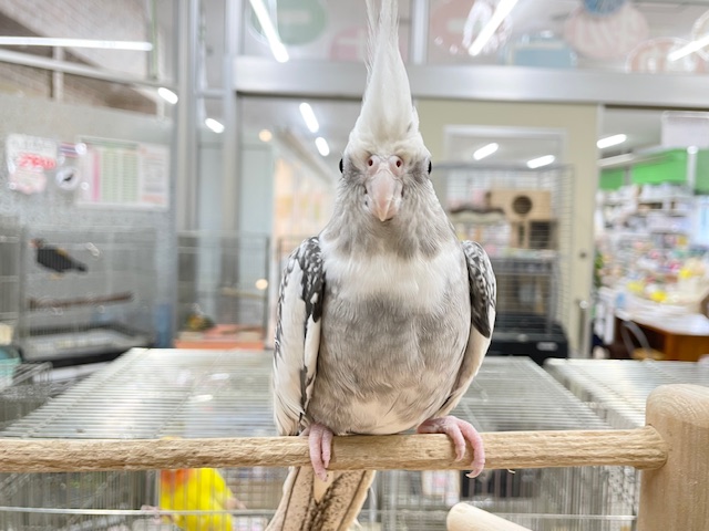 【☆最新画像更新☆】🤍🖤オカメインコ🖤🤍WFパールパイド オカメインコ