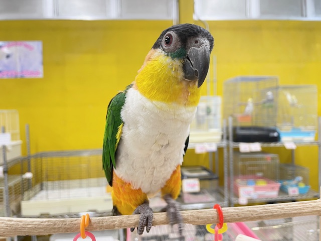 甘ったれワクワクちゃん♪♪ ズグロシロハラインコ ズグロシロハラインコ