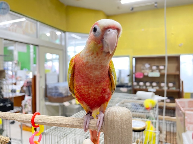 サンチークカラーのウロコインコさんがやってきましたよ~💖💛💖💛 ホオミドリウロコインコ