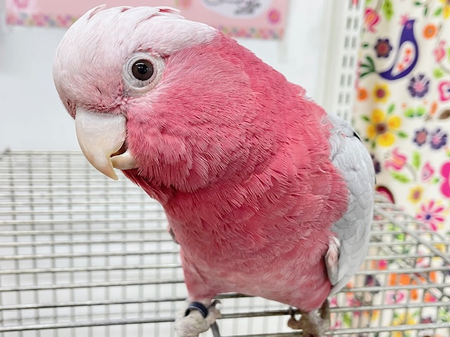 お迎え応援キャンペーン中~☆☆☆ 超絶可愛いモモイロインコ🍑🍑さん🎵 モモイロインコ
