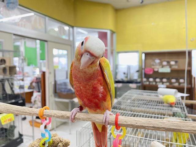 サンチークカラーのウロコインコさんがやってきましたよ~💖💛💖💛 ホオミドリウロコインコ