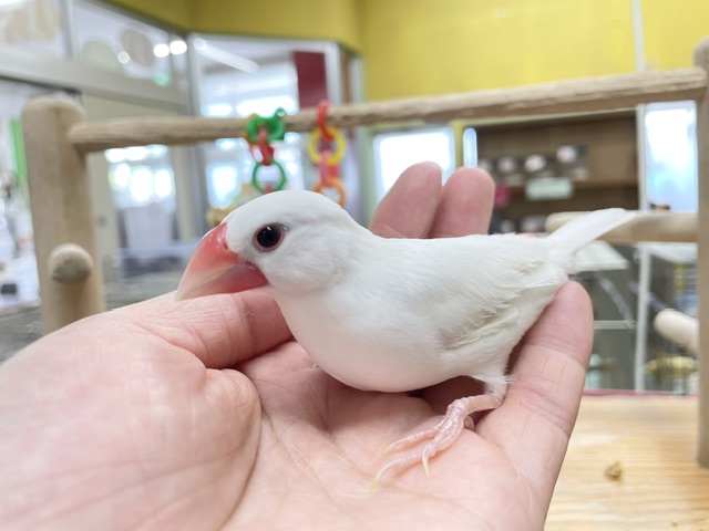 白文鳥