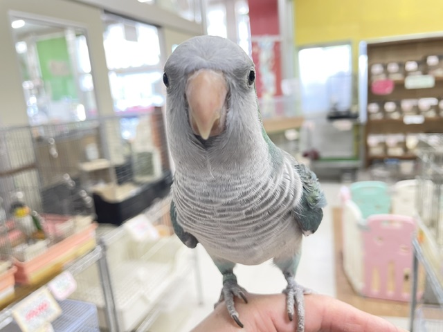 【☆最新画像更新☆】ワキワキダンス~🎵🎵 オキナインコ(アクアブルー) オキナインコ