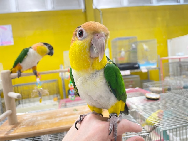インコ界のエンターテイナー⁉⁉🔥🔥🔥 シロハラインコ シロハラインコ