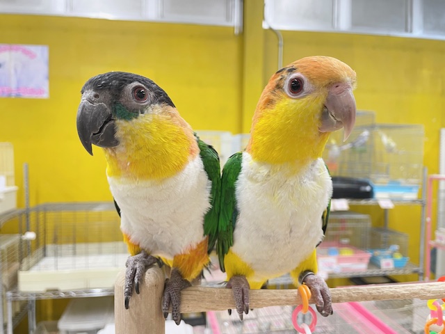 インコ界のエンターテイナー⁉⁉🔥🔥🔥 シロハラインコ シロハラインコ