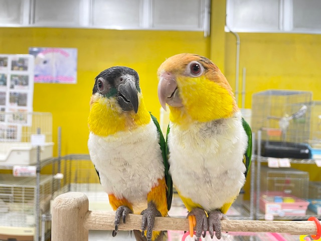 甘ったれワクワクちゃん♪♪ ズグロシロハラインコ ズグロシロハラインコ