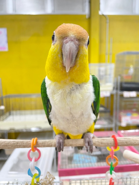 インコ界のエンターテイナー⁉⁉🔥🔥🔥 シロハラインコ シロハラインコ