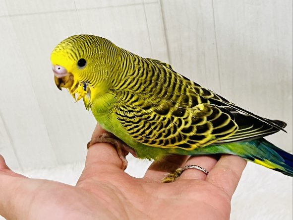 最新画像更新✨しましま🌀逆に希少カラー🍀ノーマルカラーのセキセイインコ(ヒナ)入荷しました❤️ セキセイインコ