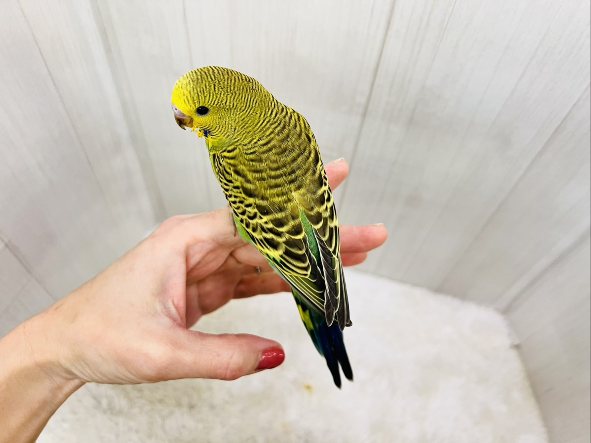 最新画像更新✨しましま🌀逆に希少カラー🍀ノーマルカラーのセキセイインコ(ヒナ)入荷しました❤️ セキセイインコ